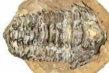 Fossil Calymene Trilobite In Nodule (Pos/Neg) - Morocco #251747-1